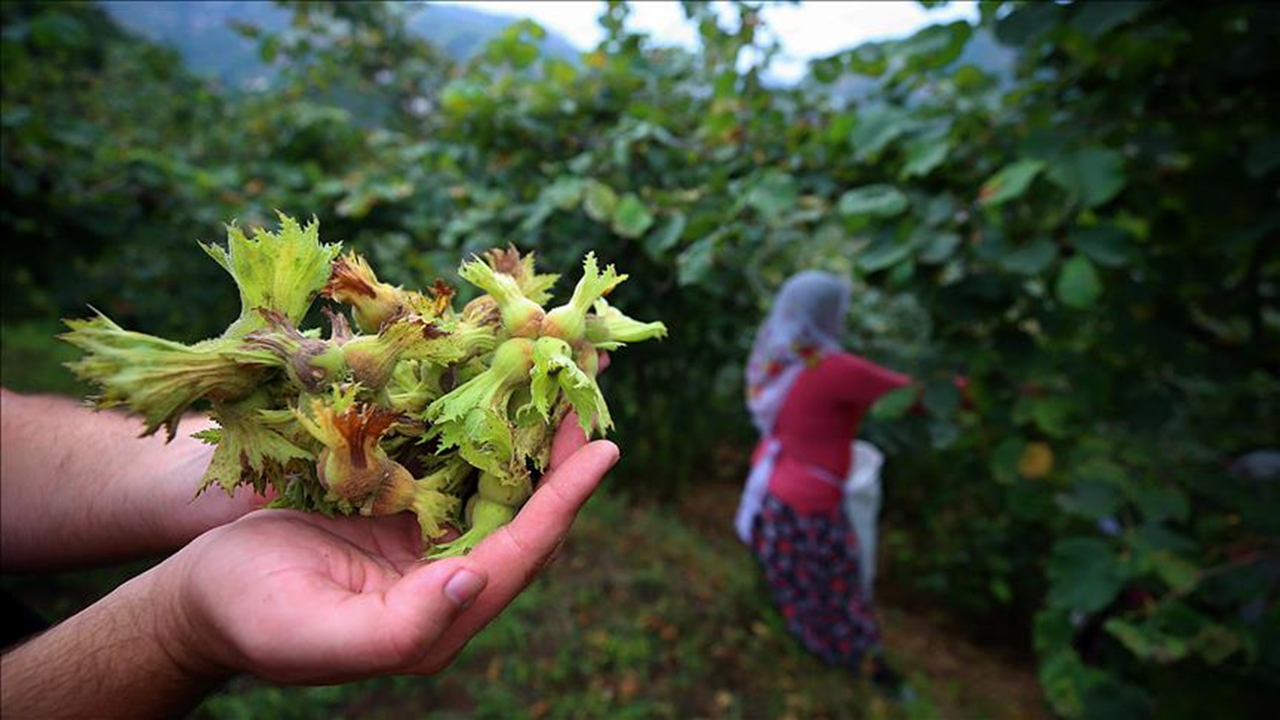Fındık pazarında fiyatlar durağan seyrine devam ediyor