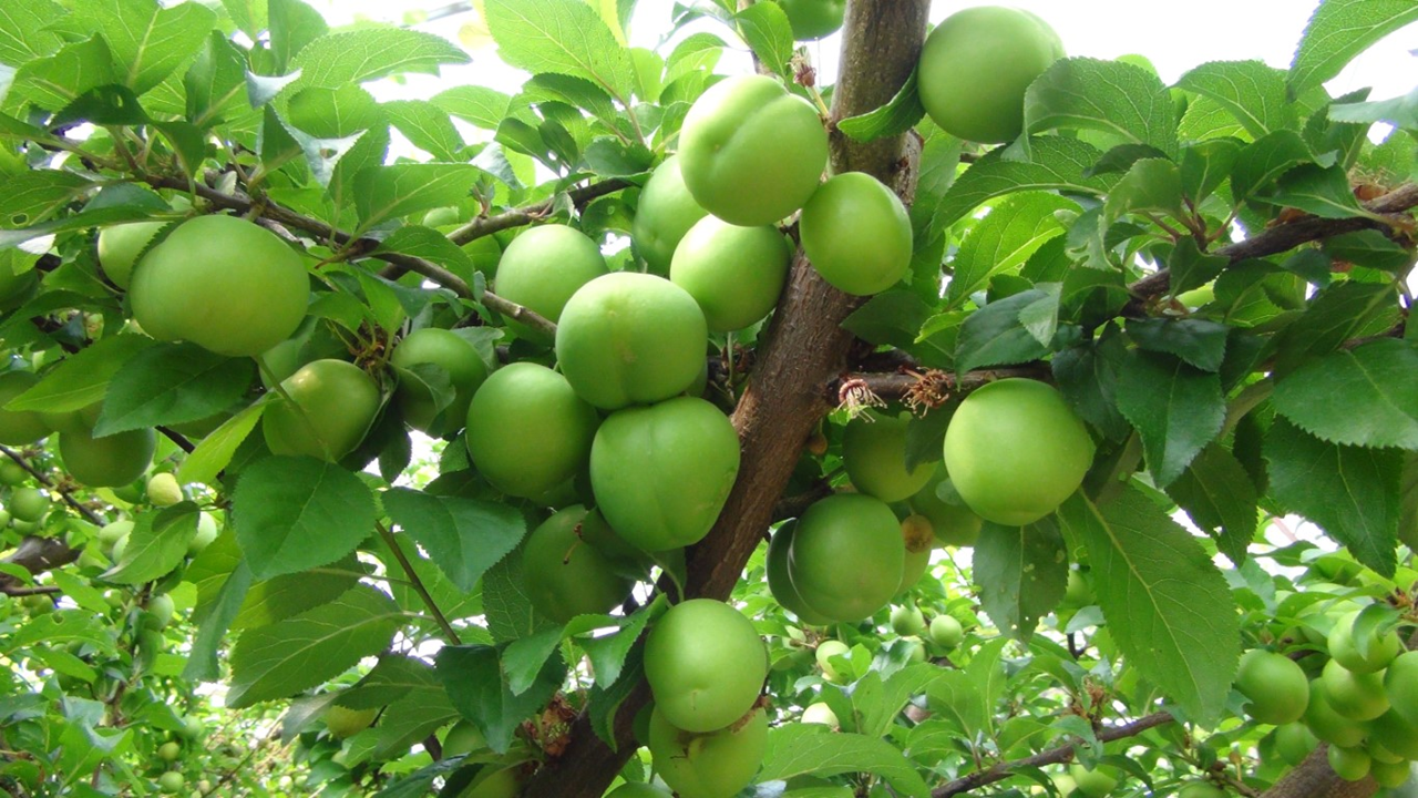 Sezona 8 bin lirayla başlayan erik fiyatında son durum!