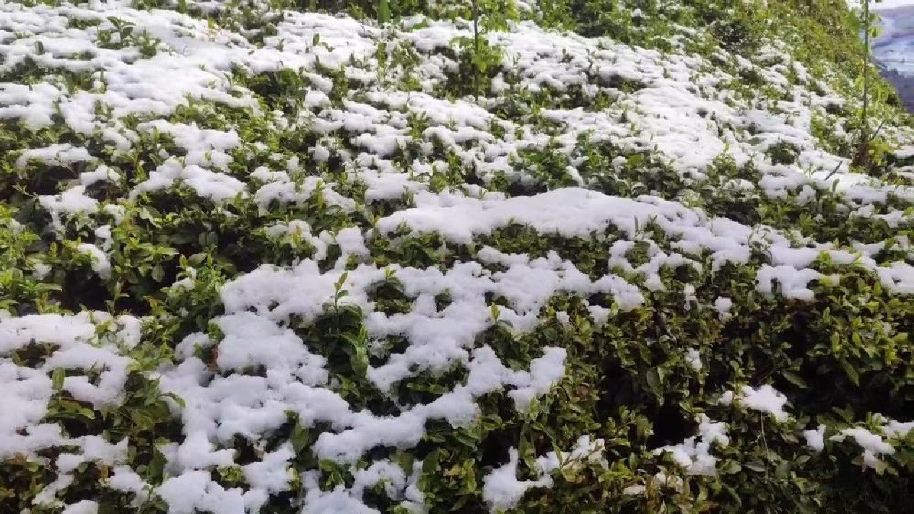 Çayı don vurdu: Rekoltede düşüş bekleniyor