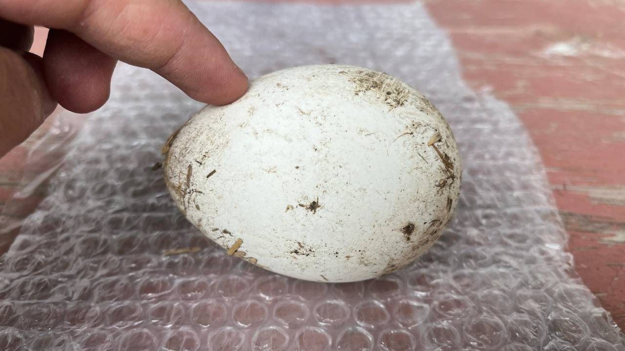 Çiftçilerin gelir kapısı oldu: Vitamin deposu kaz yumurtasına yoğun talep