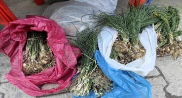 Dağlardan toplanan ‘zuzubak otu’ kilosu 10 bin TL’ye satılıyor