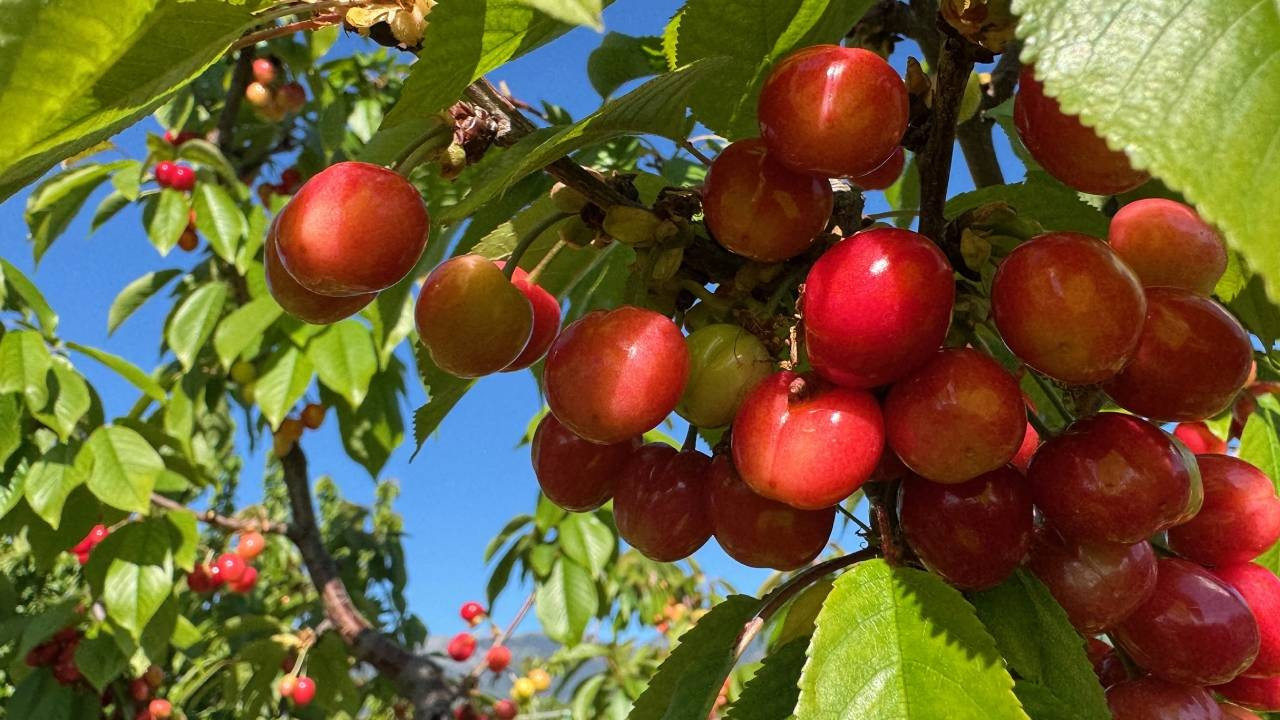 Kirazda erken hasat: Kilosu 3 bin 500 TL’den satıldı