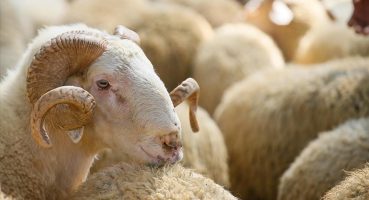 Sivas’ta kurbanlık fiyatları belli oldu: Fiyatlar yüzde 25 arttı