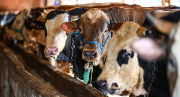 Son dakika: Diyanet açıkladı! Vekaletle kurban kesim bedeli belli oldu