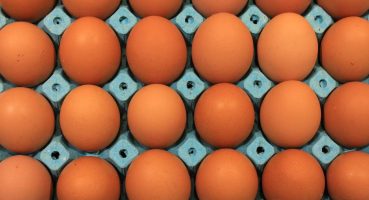 Üniversiteli tavukların yumurtaları daha hesaplı