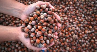 Zirai don fiyatlara yansıdı: Fındık fiyatları rekor kırdı!