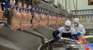 TÜİK: Tavuk eti üretimi 230 bin tona yaklaştı, yumurta üretimi 1,68 milyar adet oldu